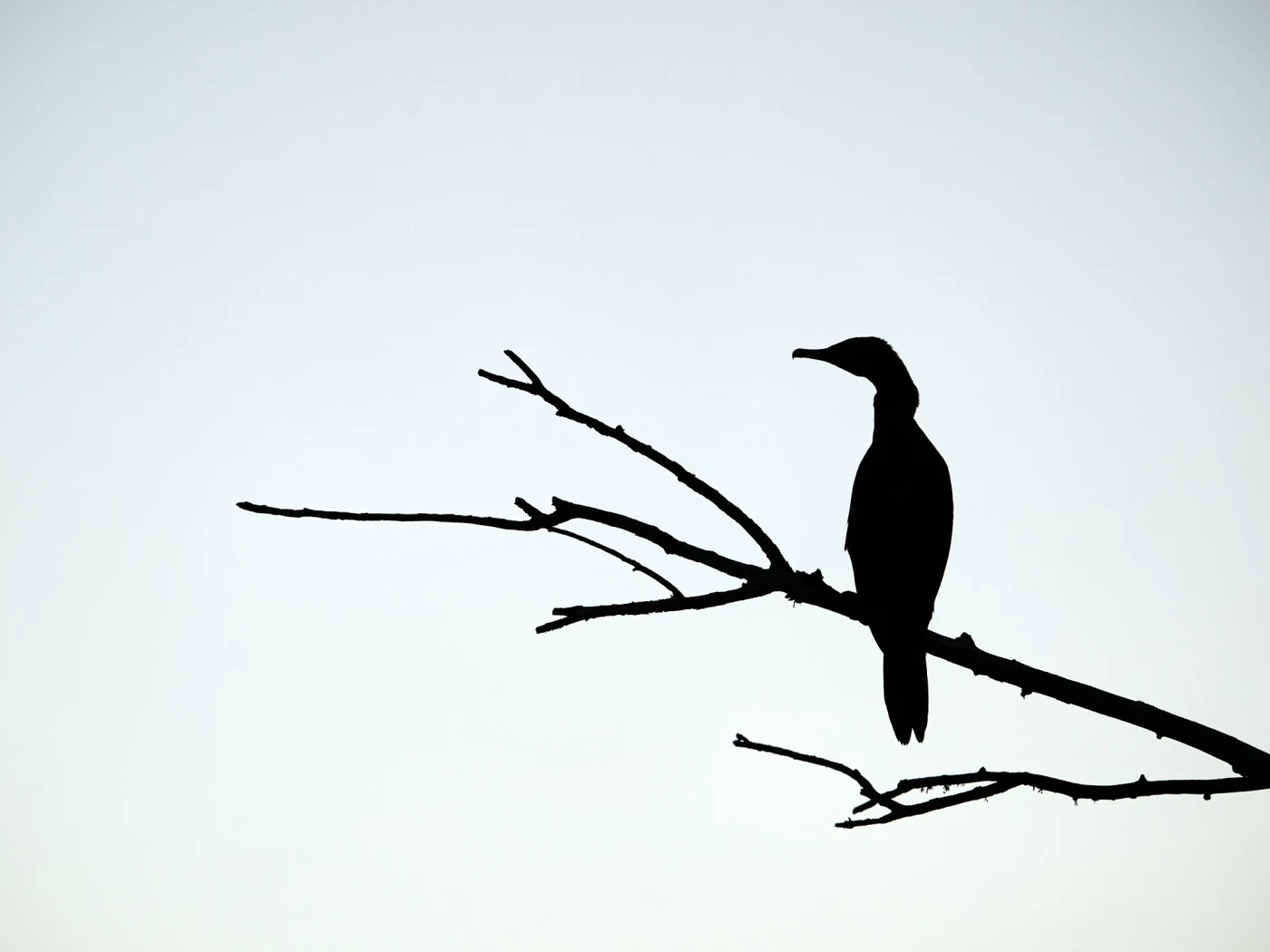 Wildlife
